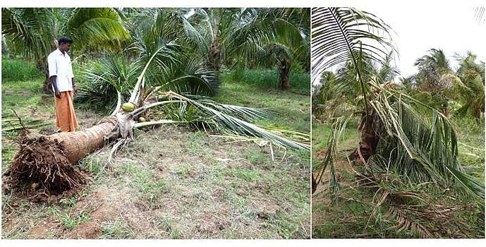 பழனியருகே காட்டுயானைகளால் தென்னந்தோப்பு சேதம்:  4 மரங்கள் வேருடன் சாய்ப்பு