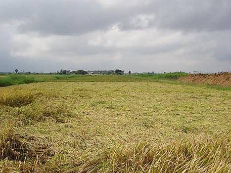 நெல்லை மாவட்டத்தில் மழையால் நீரில் மூழ்கிய நெற்பயிர்: செங்கல் உற்பத்தி பாதிப்பு