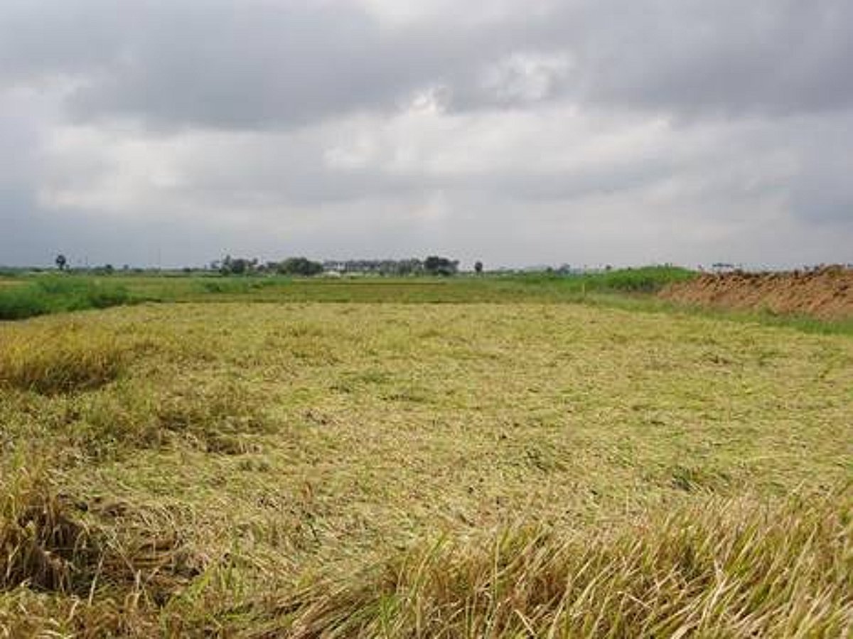 நெல்லை மாவட்டத்தில் மழையால் நீரில் மூழ்கிய நெற்பயிர்: செங்கல் உற்பத்தி பாதிப்பு