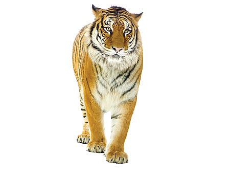 இந்த நாளில் அன்று(01.08.2004)சர்க்கஸில் இருந்து தப்பிய புலியால் ஏற்பட்ட கிலி