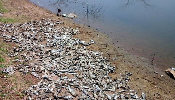 பழனி சிவகிரிப்பட்டி தட்டான்குளத்தில் மர்மமான முறையில் செத்து மிதந்த மீன்கள்