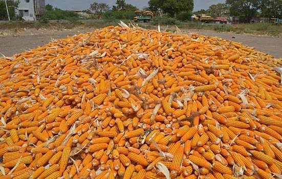 விருதுநகர் பகுதியில் மக்காச்சோள அறுவடை மும்முரம்