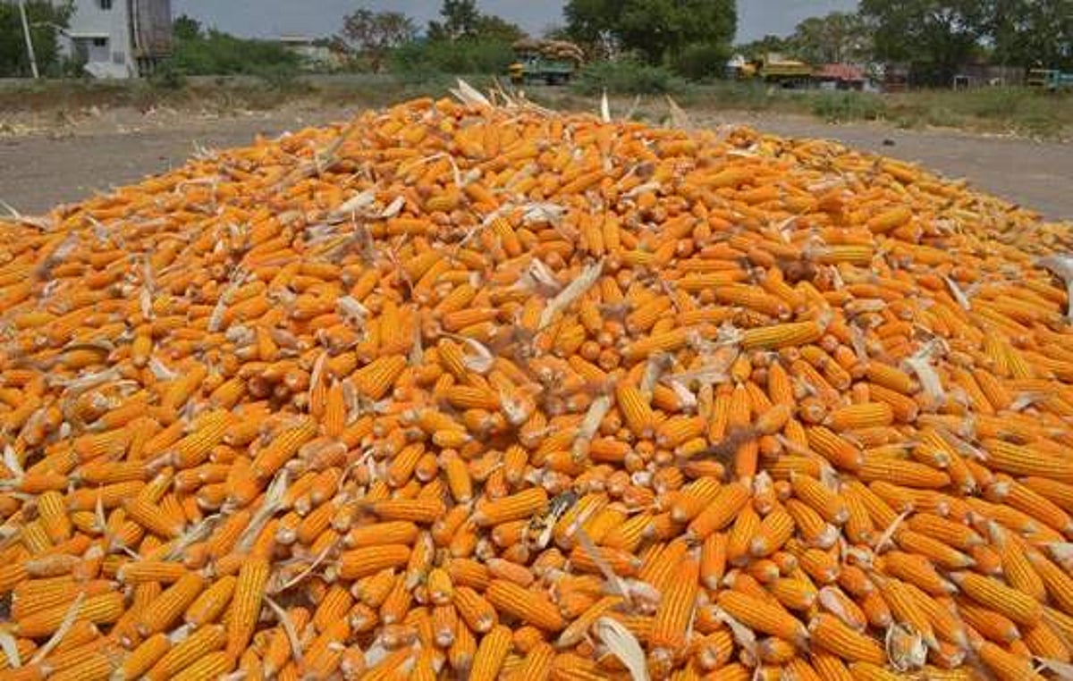 விருதுநகர் பகுதியில் மக்காச்சோள அறுவடை மும்முரம்