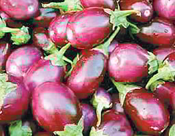 கத்தரிக்காய் விதை சிகிச்சை குறித்து வேளாண் மாணவிகள் விளக்கம்