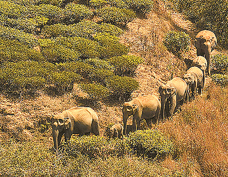 தமிழகக் காடுகளில் யானைகளின் எண்ணிக்கை அதிகரிப்பு!