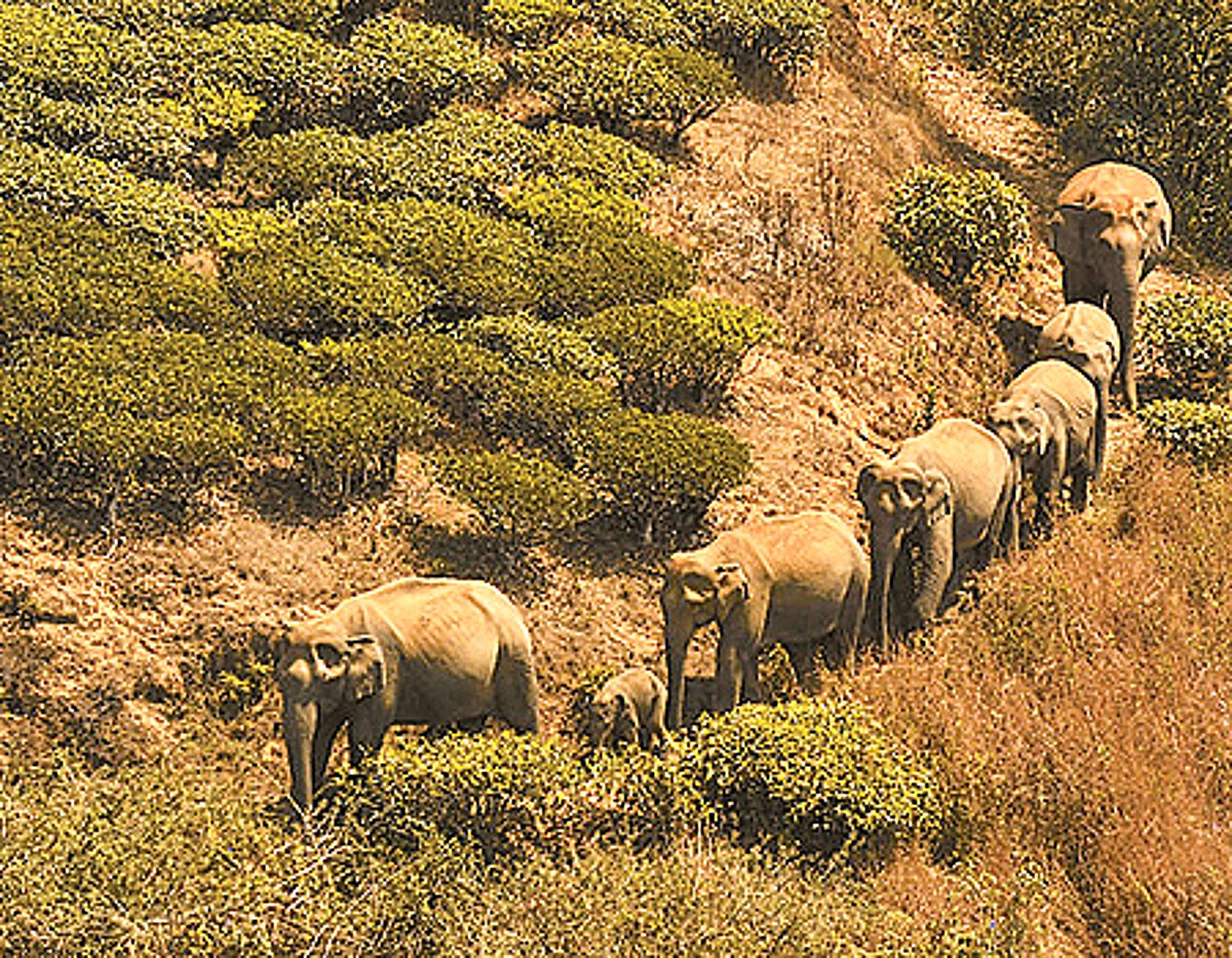 தமிழகக் காடுகளில் யானைகளின் எண்ணிக்கை அதிகரிப்பு!