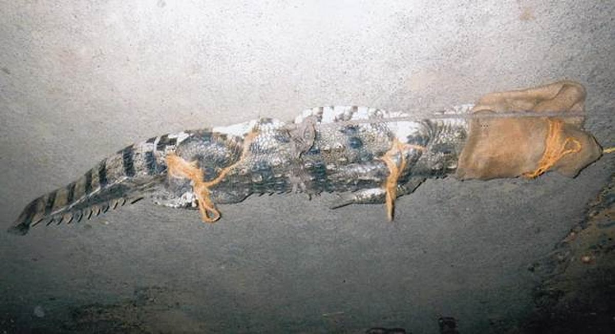 சிதம்பரம் அருகே ஊருக்குள் புகுந்த முதலை பிடிபட்டது