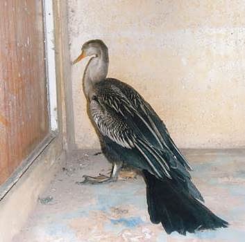 சிதம்பரத்தில் மயங்கி விழுந்து கிடந்த அரியவகை பறவை மீட்பு