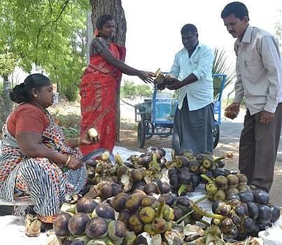 கொளுத்தும் கோடை வெயில்: விருதுநகர் பகுதியில் நொங்கு, பதநீர் விற்பனை மும்முரம்