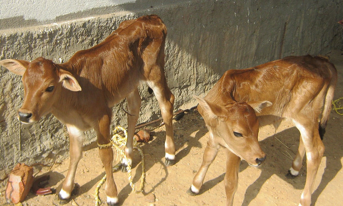 விராலிமலை அருகே ஒரே பிரசவத்தில் இரண்டு கன்றுகளை ஈன்ற பசு 