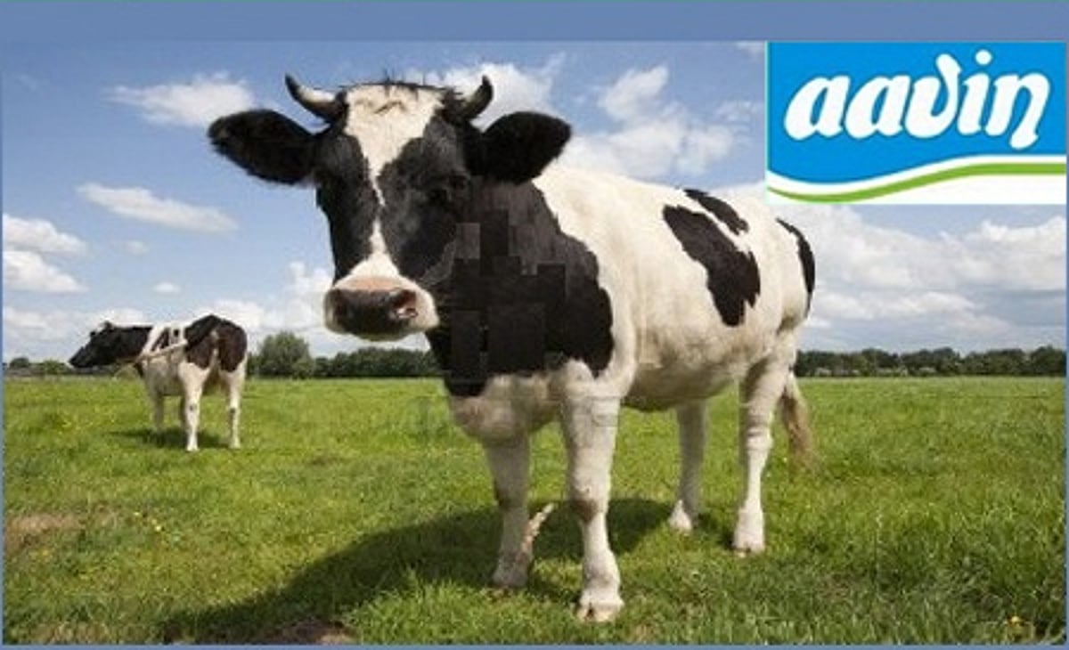 ஆவின் நிறுவனத்தில் கொட்டிகிடக்கும் வேலைவாய்ப்புகள்: பிளஸ் டூ, ஐடிஐ முடித்தவர்கள் விண்ணப்பிக்கலாம்