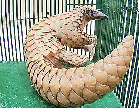 சீனாவுக்கு கடத்தப்படும் எறும்புதின்னியின் செதில்கள்!