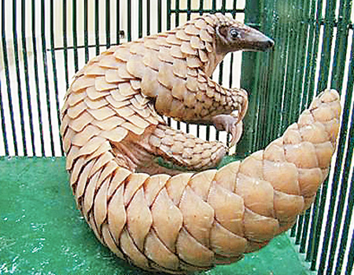 சீனாவுக்கு கடத்தப்படும் எறும்புதின்னியின் செதில்கள்!