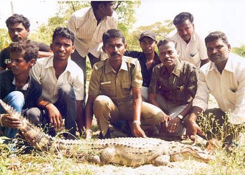 சிதம்பரம் நகர குளத்தில் மீன்வலையில் சிக்கிய முதலை!