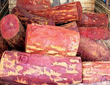 சீன சந்தையைக் குறி வைத்து கடத்தப்படும் செம்மரக் கட்டைகள்!