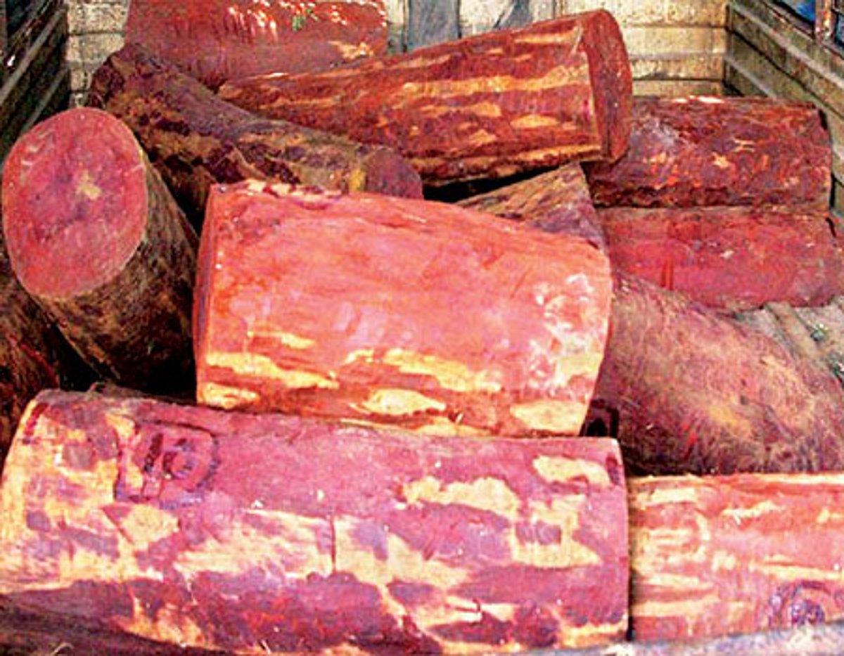 சீன சந்தையைக் குறி வைத்து கடத்தப்படும் செம்மரக் கட்டைகள்!