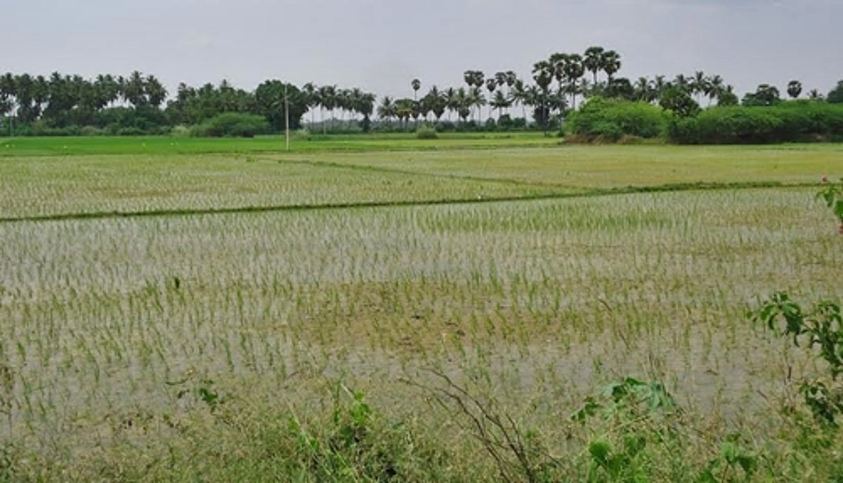 கோடை சாகுபடி: நெல்லை மாவட்டத்தில் 9,500 ஏக்கரில் நெல், உளுந்துப் பயிர்கள் நடவு