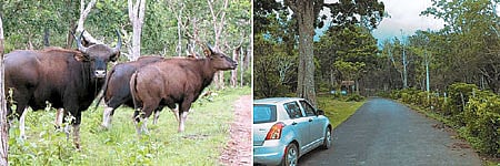 மசினக்குடி வனப் பகுதியில் விதிகளை மீறி இயங்கி வரும் விடுதிகள் !