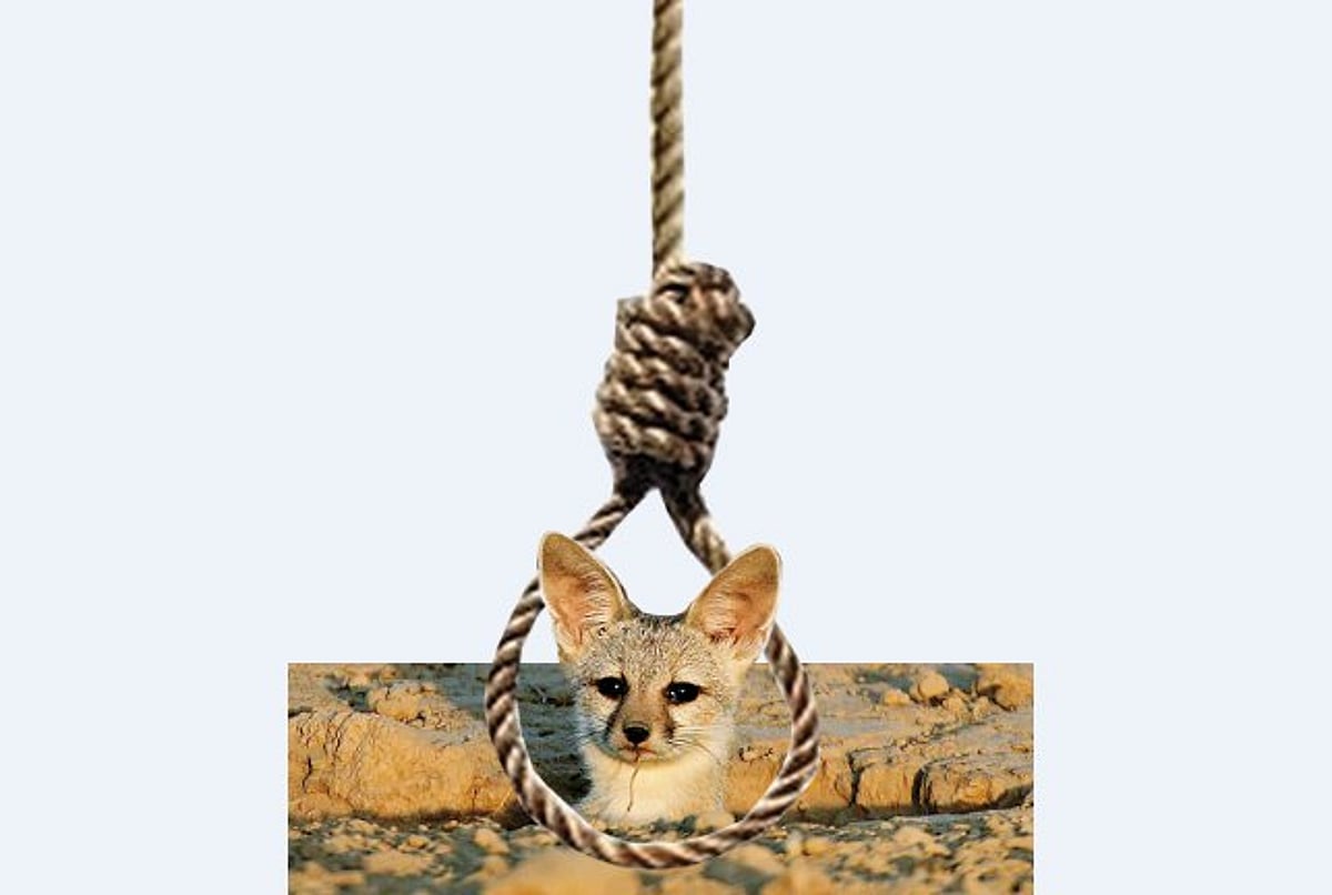 அழிவின் விளிம்பில் குள்ள நரி!