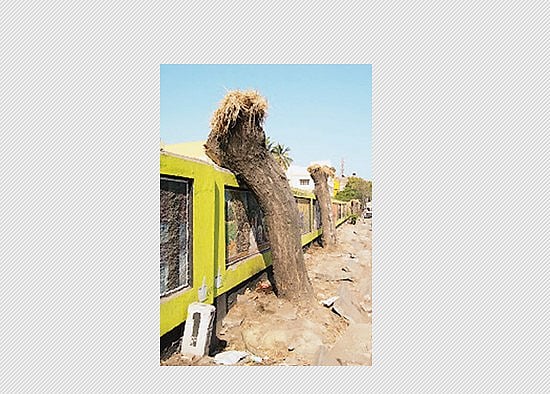 சென்னையின் நலவாழ்வுக்கு 13 லட்சம் மரங்கள் தேவை!