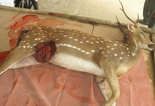 கோடியக்கரை சரணாலயத்தில் நாய்கள் கடித்து புள்ளிமான் சாவு 