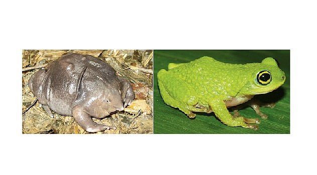 தவளைகளின் அழிவால் பெருகி வரும் கொசுக்கள்