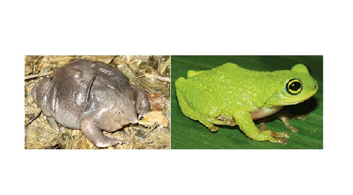 தவளைகளின் அழிவால் பெருகி வரும் கொசுக்கள்