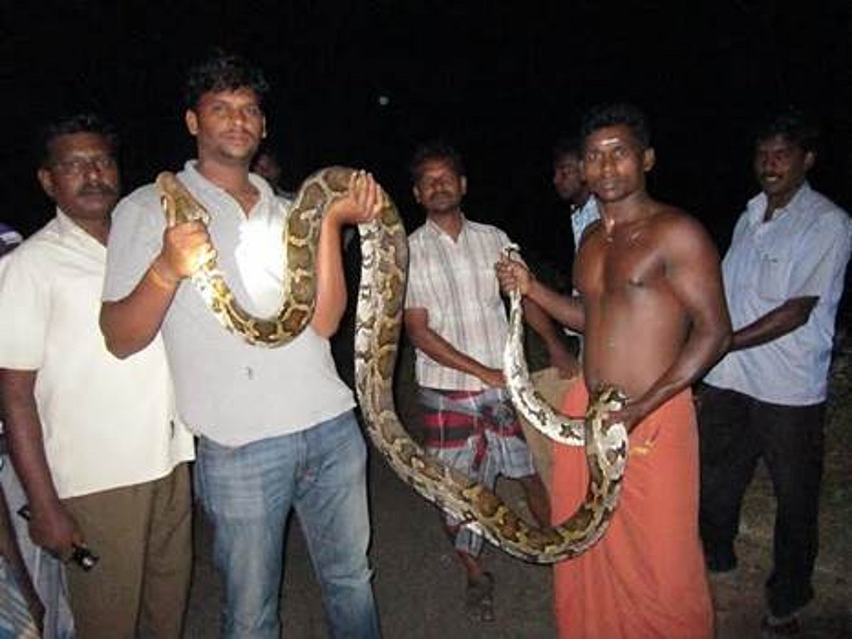 கூடலூர் அருகே குடியிருப்பு பகுதியில் பிடிபட்ட 12 நீளமுள்ள மலைப்பாம்பு