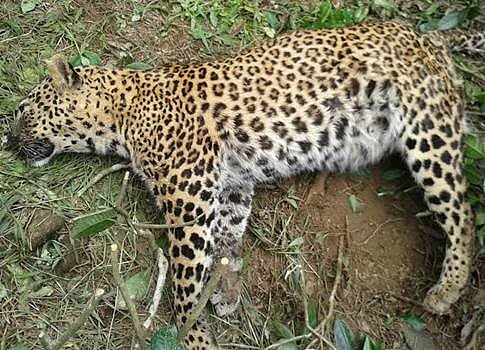 தேக்கடி வனப்பகுதியில் ஆண் சிறுத்தை உடல் மீட்பு: தொடரும் வனவிலங்குகளின் உயிரிழப்பு