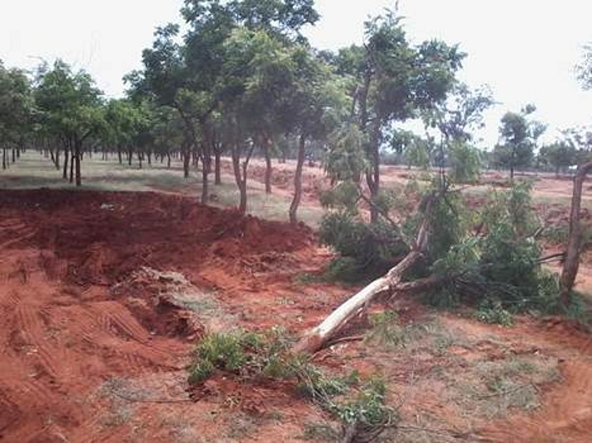 விருதுநகர் அருகே அனுமதியின்றி டிராக்டர்கள், லாரிகளில் செம்மண் கடத்தும் கும்பல்: மாவட்ட நிர்வாகம் நடவடிக்கை எடுக்குமா?