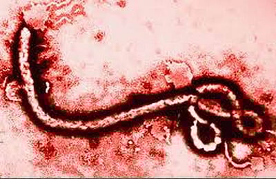 ஆப்பிரிக்காவில் எபோலா பாதிப்பால் 600 பேர் மரணம்