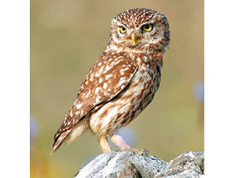 தமிழும் கன்னடமும்