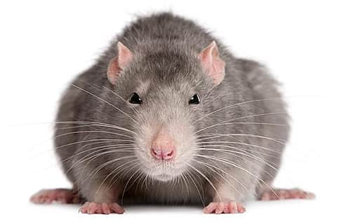 இமாச்சல் அரசு வழங்கிய பருப்புப் பாக்கெட்டில் எலி: பேரவையில் ஒப்புக் கொண்டார் அமைச்சர் 