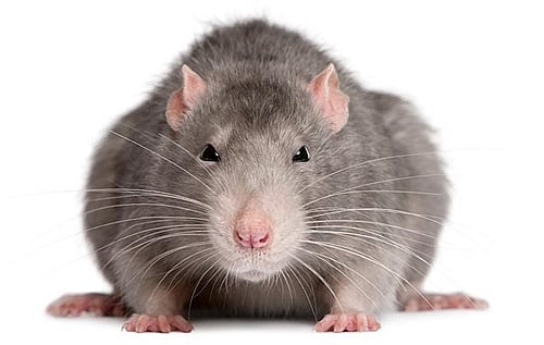 இமாச்சல் அரசு வழங்கிய பருப்புப் பாக்கெட்டில் எலி: பேரவையில் ஒப்புக் கொண்டார் அமைச்சர் 