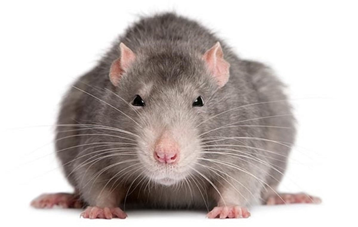 இமாச்சல் அரசு வழங்கிய பருப்புப் பாக்கெட்டில் எலி: பேரவையில் ஒப்புக் கொண்டார் அமைச்சர்