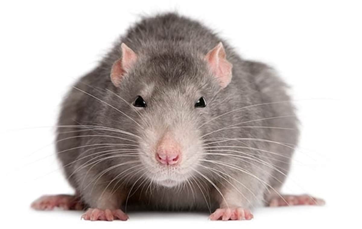 இமாச்சல் அரசு வழங்கிய பருப்புப் பாக்கெட்டில் எலி: பேரவையில் ஒப்புக் கொண்டார் அமைச்சர்