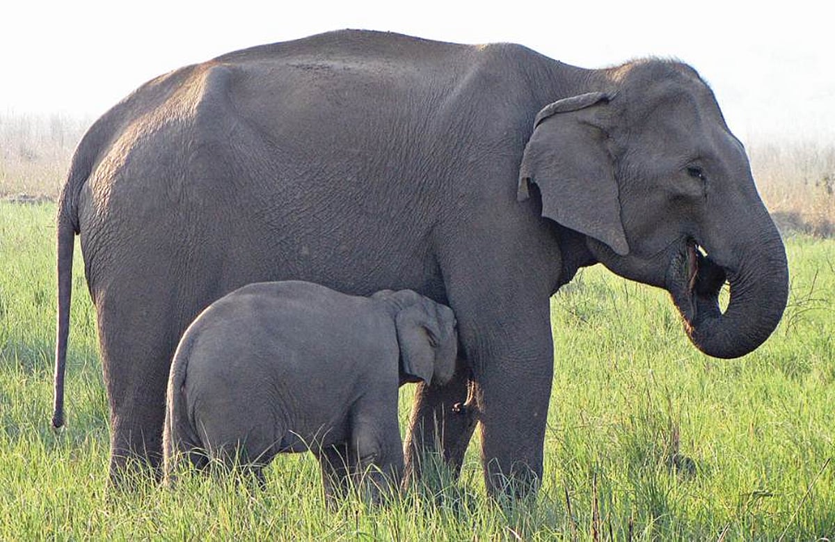உலகிலேயே இந்தியாவில்தான் யானைகள் அதிகம்!