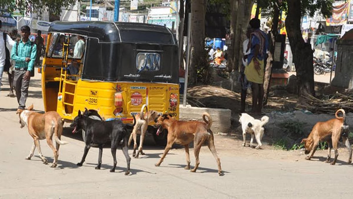 விருதுநகர் நகராட்சியில் அதிகரித்து வரும் தெருநாய்களின் தொல்லையால் பொதுமக்கள் அவதி
