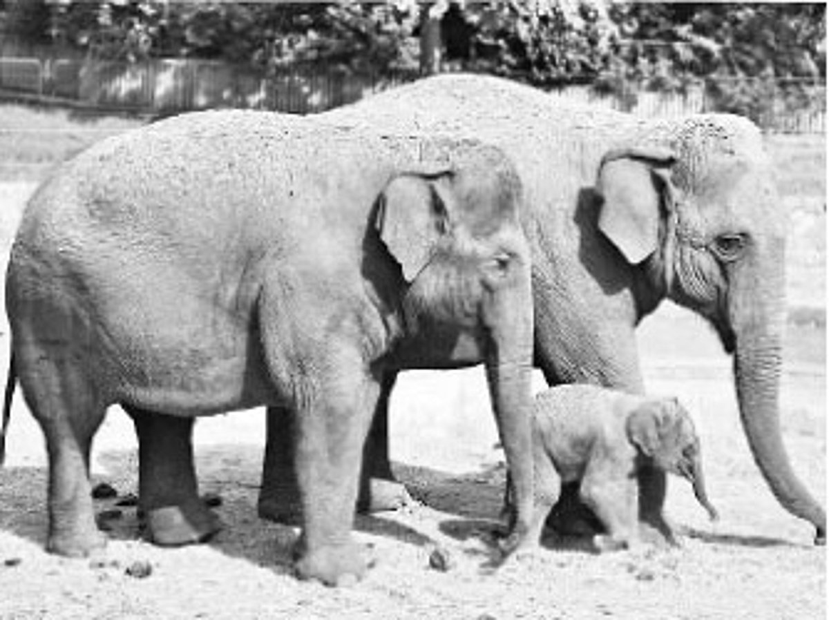 கருவூலம்: களக்காடு, முண்டன்துறை பு-கள் காப்பகம்!