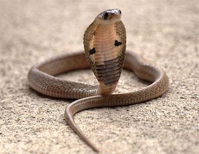 ஒடிசாவில் ஓர் அதிர்ச்சி சம்பவம்: கூரியர் பார்சலில் பாம்பு!