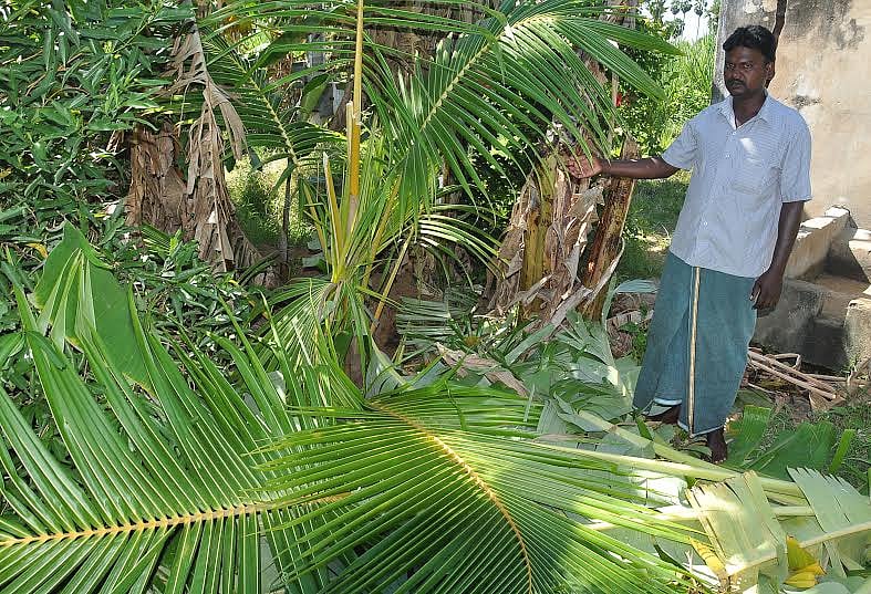 ஸ்ரீவில்லிபுத்தூர் அருகே வாழை மரங்கள் வெட்டி சாய்ப்பு