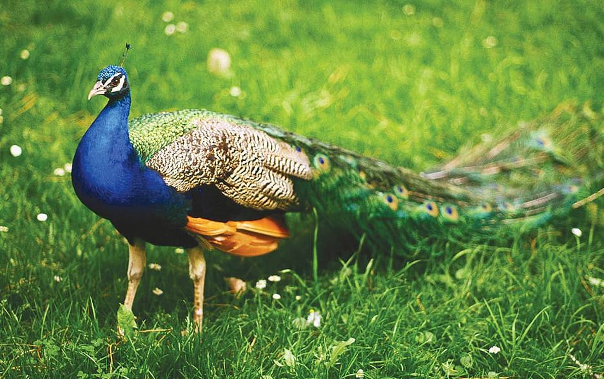 விளைநிலங்களில் உயிரிழக்கும் மயில்கள்! விஷம் வைத்து கொல்லப்படுவதாக தகவல்