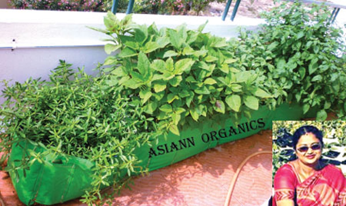 மண் இல்லாமல்-தொட்டி இல்லாமல் காய்கறிச் செடிகள்!