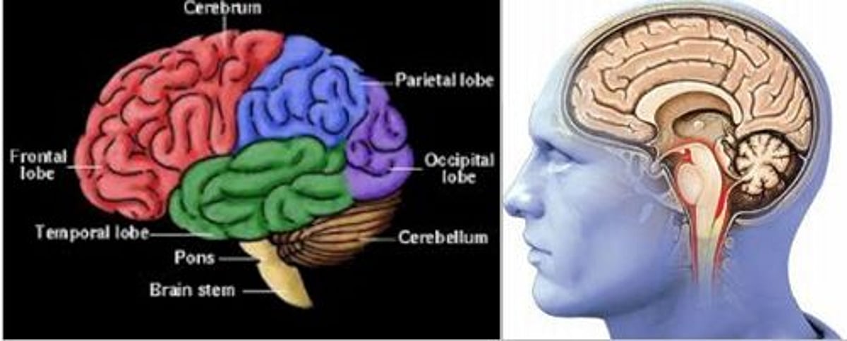 நினைவாற்றல் அதிகரிக்க...!