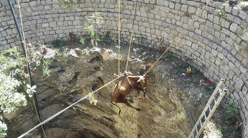 அன்னவாசல் அருகே கிணற்றுக்குள் விழுந்த பசு மாடு உயிருடன் மீட்பு
