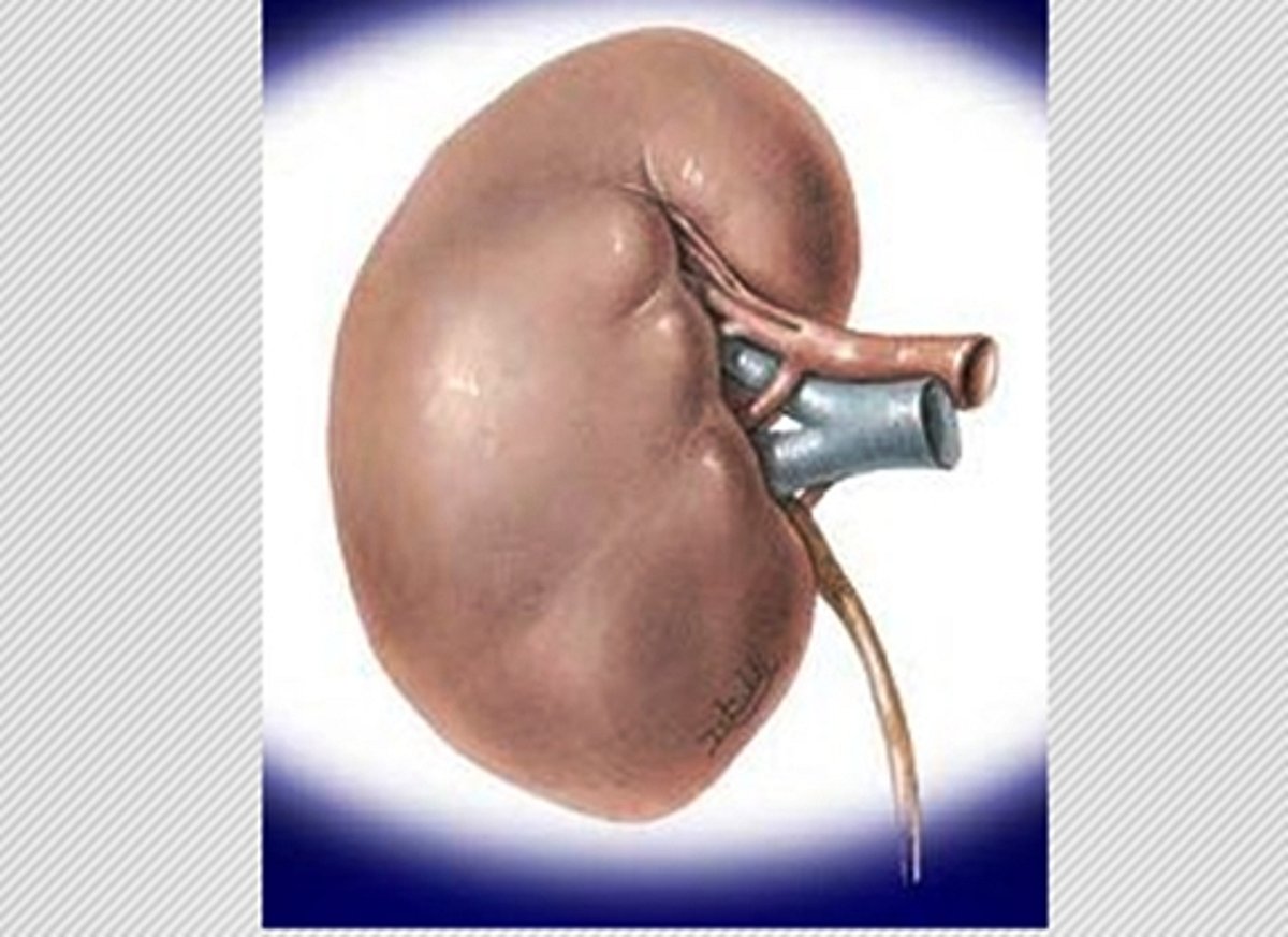 சிறுநீரகங்களில் கிருமி தொற்றினால்...?