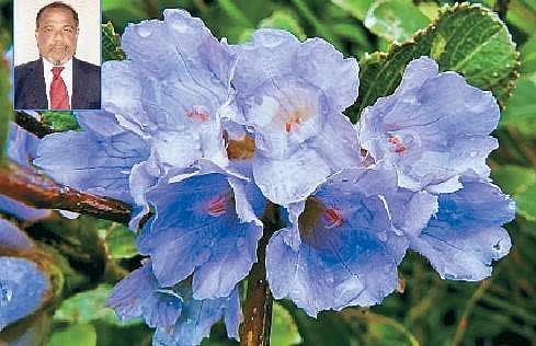 நீலகிரியில் அடிக்கடி பூக்கிறது குறிஞ்சி மலர்!