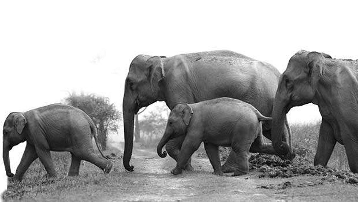 தமிழகத்தில் 7 மாதங்களில் 47 காட்டு யானைகள் உயிரிழப்பு