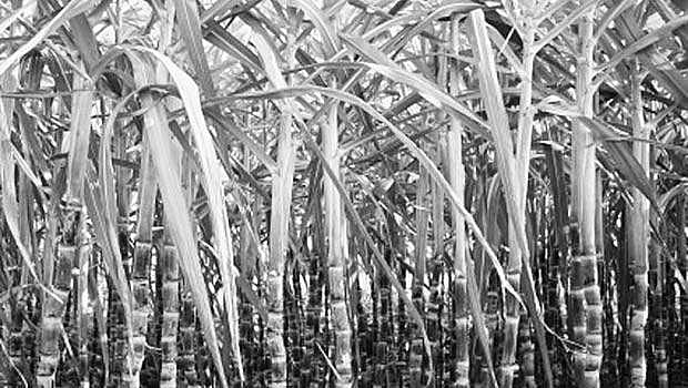 கரும்புக்கு குறைந்தபட்ச ஆதரவு விலை அறிவிக்கப்படுமா?