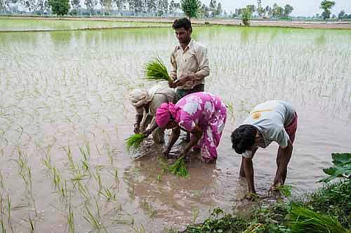 100 ரூ நோட்டை கண்ணில் காட்டினால் தான் சம்பா பயிறில் களை எடுப்போம்: சாமர்த்திய மிரட்டல்!